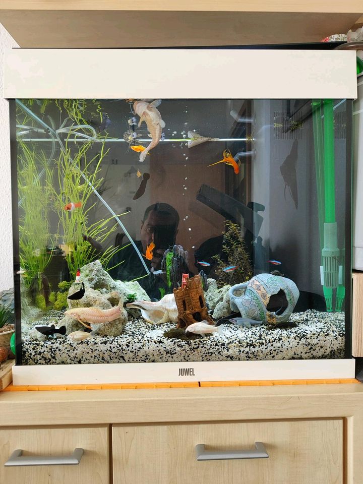 Aquarium Juwel komplett in Haldensleben