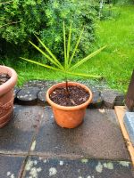 Chinesische Hanfpalme Trachycarpus fortunei Hessen - Laubach Vorschau