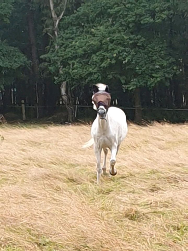 Reitunterricht 31633 Leese auf gut geschulten Lehrpferden in Leese