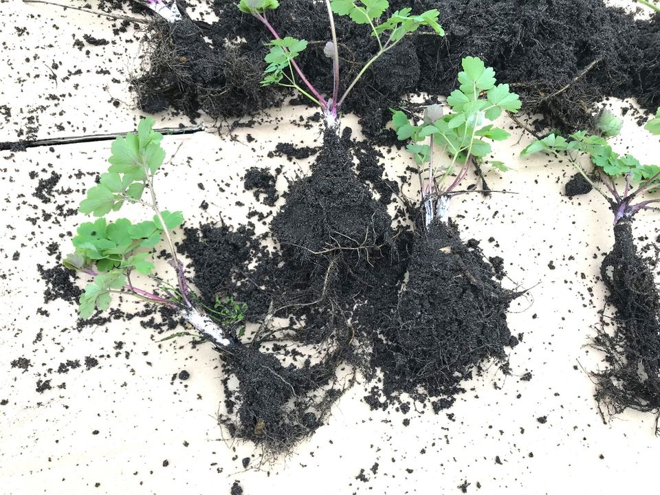 Akelei - Gartenblumen - in Elmshorn