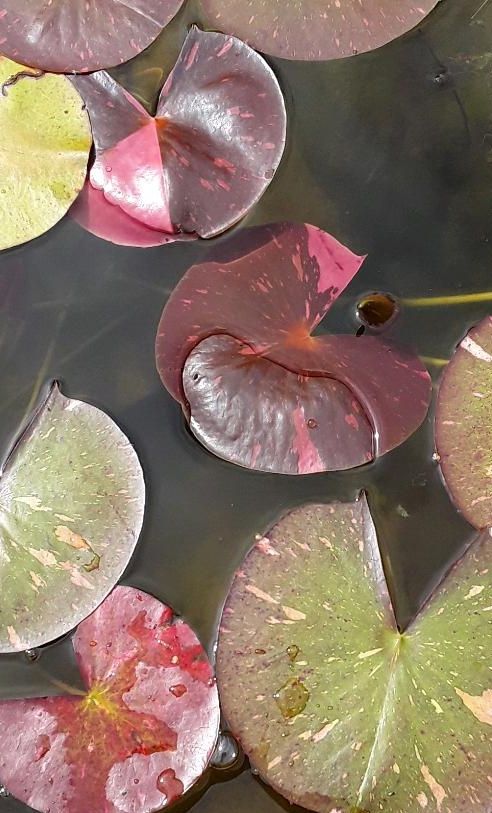 Seerose, Nymphaea Arc-en-Ciel in Norden