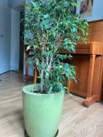 Ficus Benjamini Zimmerpflanze mit Topf Obergiesing-Fasangarten - Obergiesing Vorschau