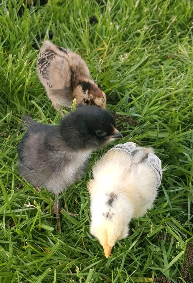 Ameraucana Reinrassig blaue Eier grünliche Eier bunte Eier in Nienburg (Weser)