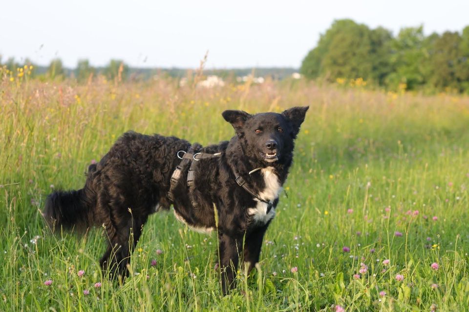 Bozo - geb. 02/2021 - ein besonderer Hund für besondere Menschen in Würzburg