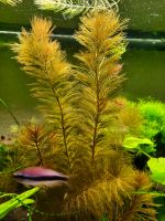 Myriophyllum sp. "Roraima" - Roraima-Tausendblatt Aquarienpflanze Baden-Württemberg - Fellbach Vorschau