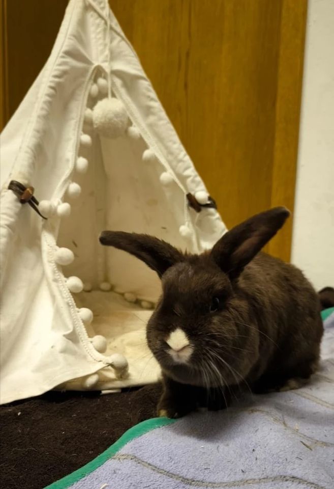 ❤️ Zwei süße Kaninchen suchen ein Zuhause ❤️ in Furth