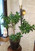 Affenbrotbaum mit Topf und Untersetzer Zimmerpflanze Pflanze Thüringen - Schmoelln Vorschau
