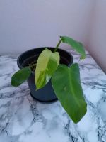 Philodendron José Buono Sadplant, kostenloser Versand+Zustellung Bayern - Regensburg Vorschau