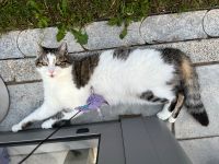 Ältere Katzendame sucht neues Zuhause Bayern - Langweid am Lech Vorschau