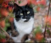 Katzenbetreuung in Wiefelstede Niedersachsen - Wiefelstede Vorschau