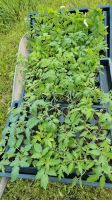 Tomaten Junggpflanzen Viele Sorten!!! Rheinland-Pfalz - Zell (Mosel) Vorschau