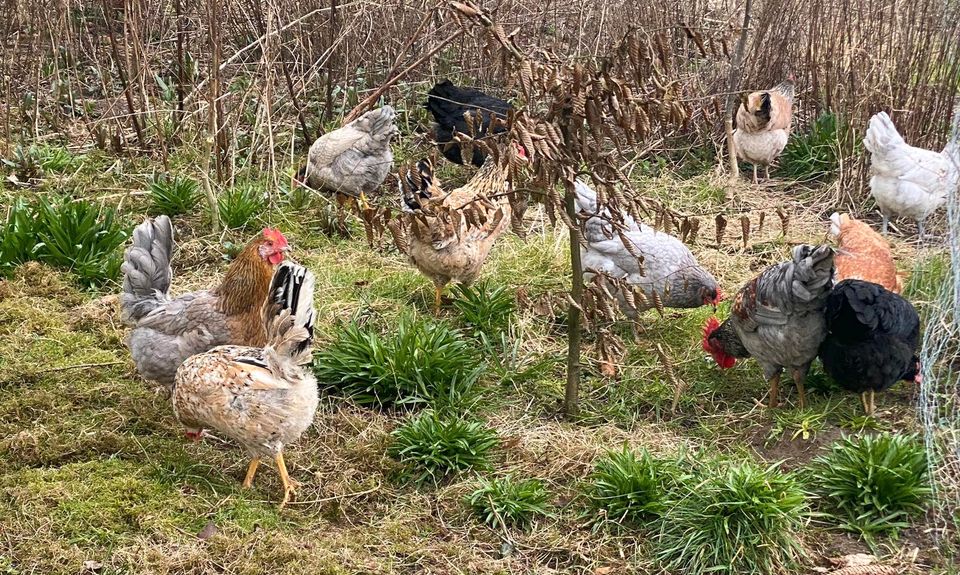 Hennen Blumenhühner Grünleger Maran Hühner in Trittau