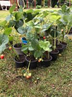 Erdbeeren Pflanzen zu verkaufen ,50 Cent pro Stück Hannover - Nord Vorschau