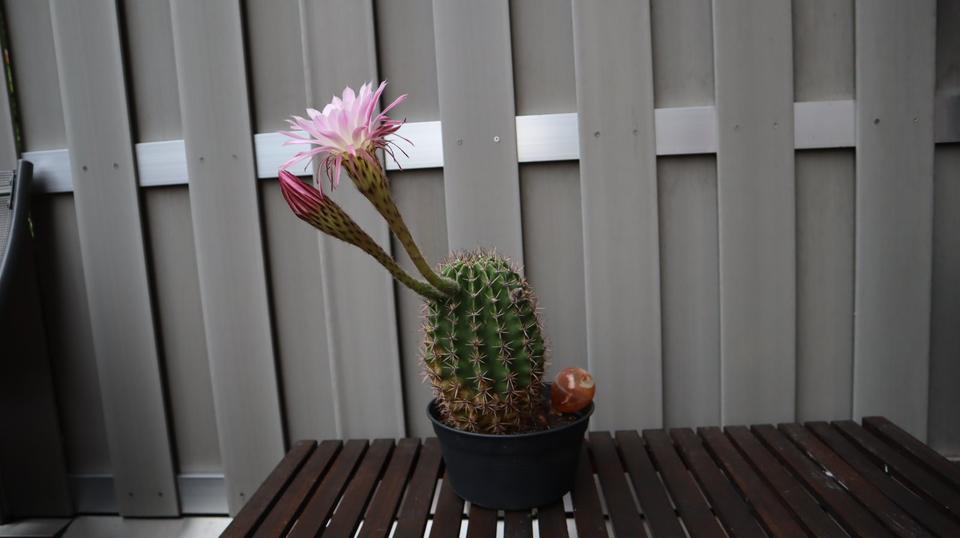 Kakteen Zimmerpflanze Grüner Pflanze Groß mit rosa Blüten in Frechen