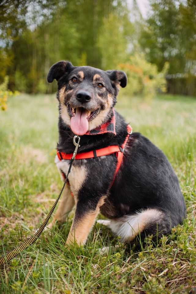 Tierschutz - Der liebevollste Hund Senya sucht seine Familie! in Bremen