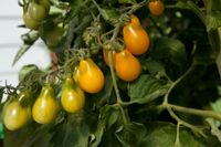 Tomaten Samen gelbe Birnenförmige abzugeben Baden-Württemberg - Bad Dürrheim Vorschau