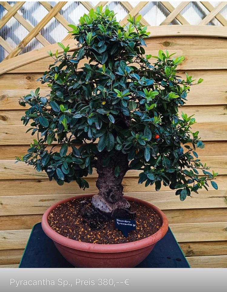 Ich verkaufe hochwertige Bonsai-Bäume, siehe Bilder mit preise in Beckingen