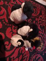 Pinguine Kuscheltiere Weihnachtsgeschenk Niedersachsen - Obernkirchen Vorschau