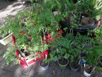 Tomatenpflanzen Hessen - Wetzlar Vorschau