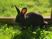 Kaninchen, weiblich Sachsen - Krostitz Vorschau