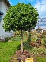 Lorbeerbaum (echter Lorbeer) Bayern - Offingen Vorschau