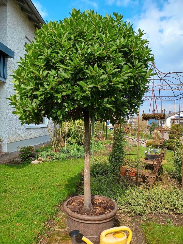 Lorbeerbaum (echter Lorbeer) in Offingen