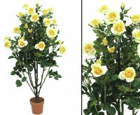 Rosenbusch zartcremig mit Blüten Höhe ca.140cm mit Topf #82507930 Bayern - Jettenbach Vorschau