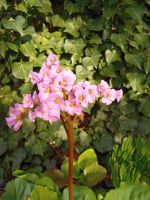 Bergenie, rosa blühend Niedersachsen - Burgdorf Vorschau