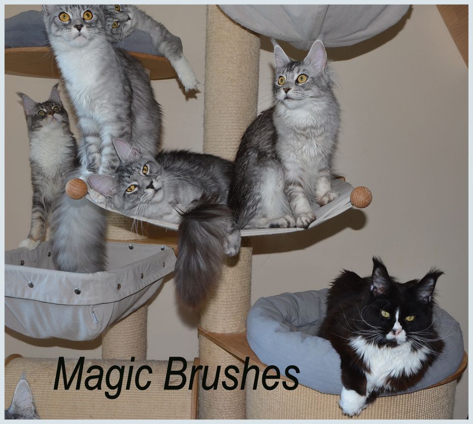 Reinrassige Maine Coon Kitten mit Stammbaum Papiere Kater Katze in Delmenhorst