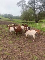 Ziegen Herde Buren BDE Bock Lamm Lämmer Hessen - Rotenburg Vorschau