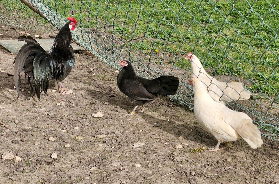 Deutsche Zwerghühner Eier keine Bruteier in Treuchtlingen