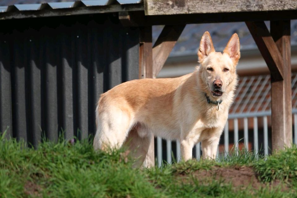 Tierschutzhund Simon sucht ein Zuhause in Winsen (Luhe)