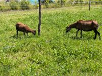 Kamerunschaf / Lamm / Kamerun / Kamerunzippe Brandenburg - Großräschen Vorschau