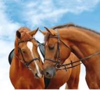 Reiten/Reitunterricht gesucht Nordrhein-Westfalen - Havixbeck Vorschau