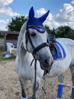 Reitbeteiligung (Pferd sucht Reiter) Nordrhein-Westfalen - Geilenkirchen Vorschau