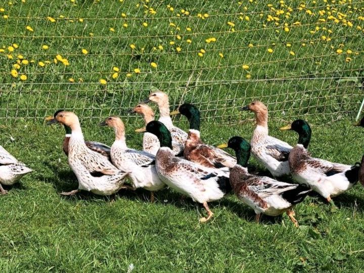 Streicherenten Pärchen in Bad Wünnenberg