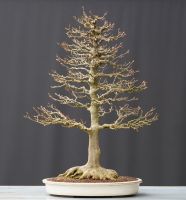 Bonsai Dreispitzahorn Acer Buergerianum Baden-Württemberg - Straubenhardt Vorschau