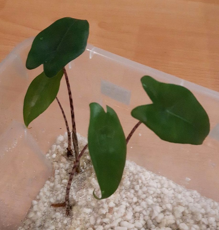 Alocasia Lauterbachiana, Regal Shield & Zebrina in Bremen