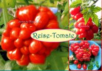 ♥ Reisetomate Samen,alte Sorten,Gemüse Garten Tomaten,Tulpenstolz Eimsbüttel - Hamburg Schnelsen Vorschau