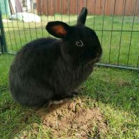 Mini Lop Zwergwidder Kastrat Schwarz Brandenburg - Fürstenwalde (Spree) Vorschau