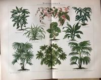 Vintage Poster Druck Blattpflanzen Pflanzen Botanik Biologie Berlin - Charlottenburg Vorschau