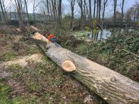 Baumfällung Nordrhein-Westfalen - Linnich Vorschau