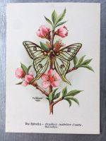 AK Ansichtskarte Postkarte Schmetterlinge Spinner Käfer Sumpfhuhn Nordrhein-Westfalen - Kall Vorschau
