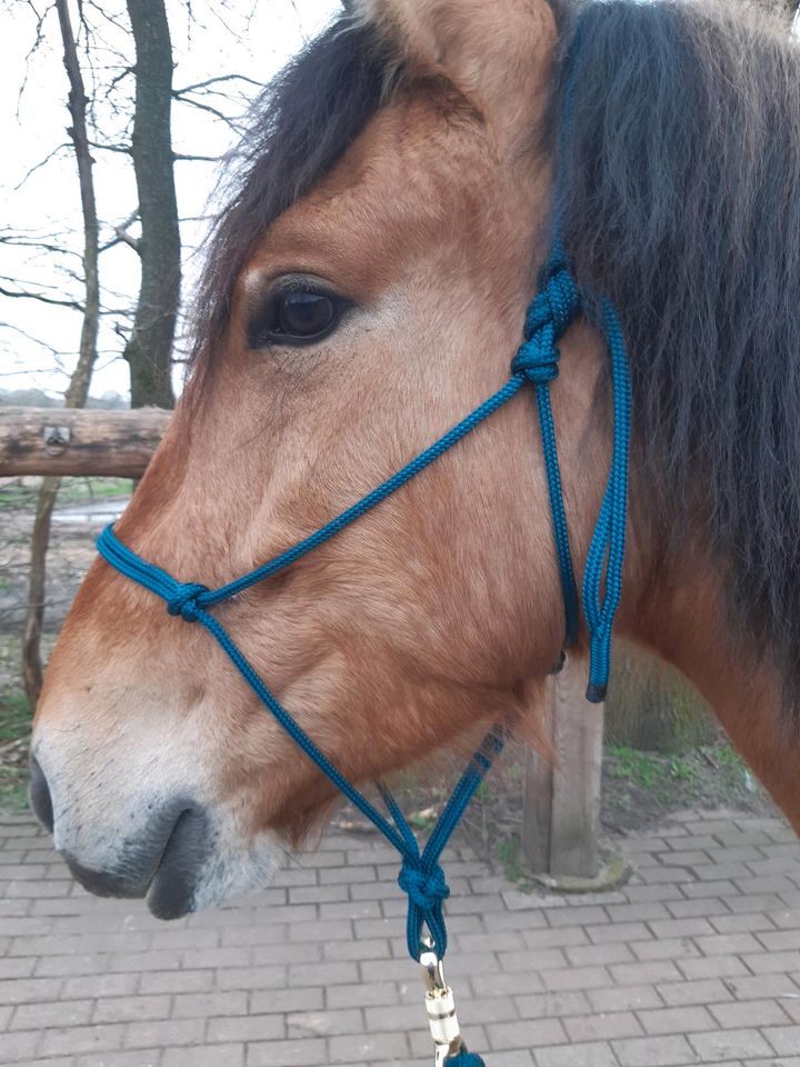 Knotenhalfter mit 3,7m Bodenarbeitsseil Set Farbe Petrol NEU in Osloß