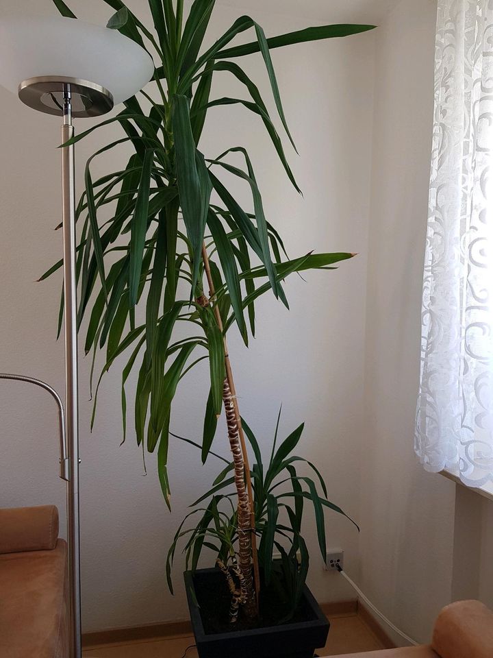 Zimmerpflanze Yukka Palme in Forst