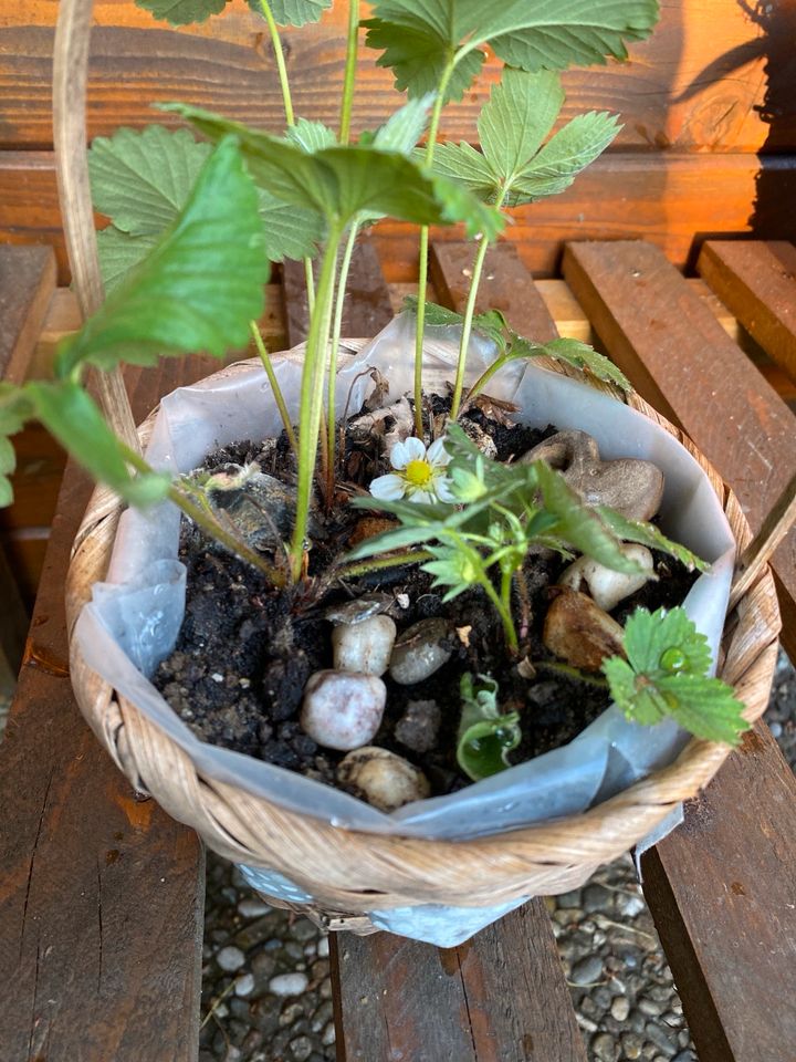 Erdbeeren im Körbchen Garten Balkonpflanze in Pohlheim