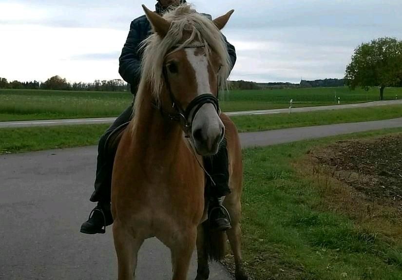 Haflinger Wallach in Wald