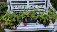 Tomatenjungpflanzen Rondobella, Tigerella, Ruthje, Weiße Schönhei Plattenburg - Viesecke Vorschau