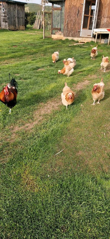 Sulmtaler Hennen Hühner Küken 5 Wochen alt in Gunningen
