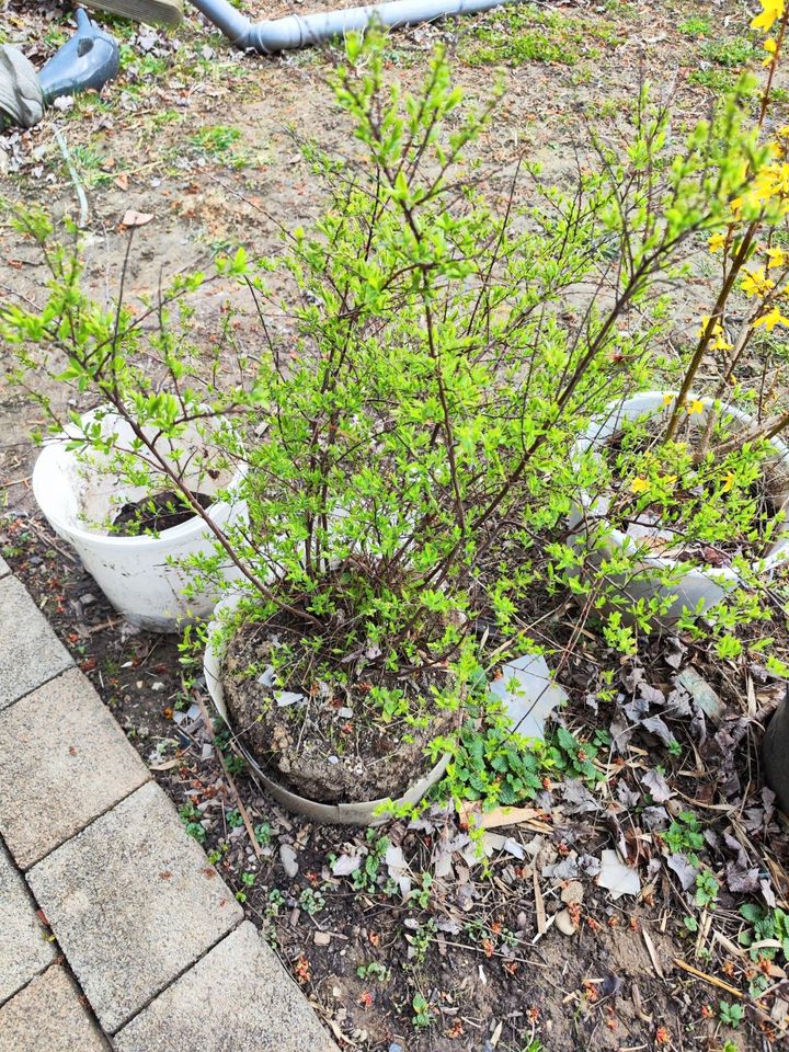 4-5 verschiedene Pflanzen "Blühende Hecke" in Walddorfhäslach